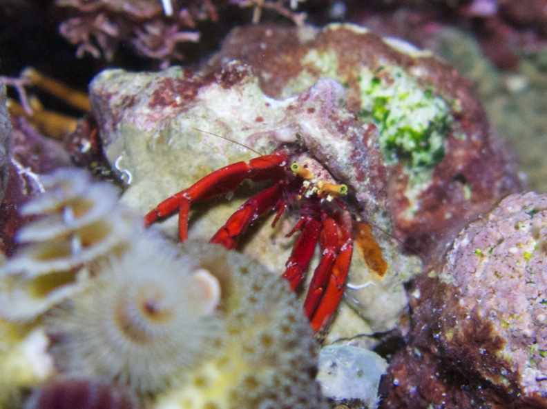 Red Reef Hermit Crab IMG_7604.jpg